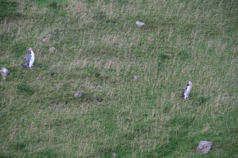 Nieuw-Zeeland 2011 - 2048
